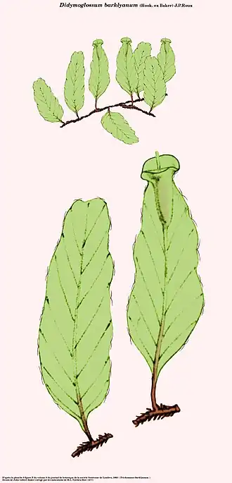 Didymoglossum barklyanum