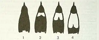 Description de l'image Differences - Malimbus cassini and ibadanensis.JPG.