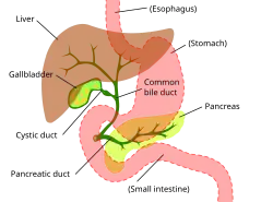 Les canaux hépatiques drainent la bile depuis le foie jusqu'au canal hépatique commun. puis vers la vésicule biliaire (gallblader) via le canal cystique (cystic duct) ou vers le duodénum via le canal cholédoque (common bile duct).