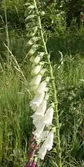 Digitalis purpurea blanche.