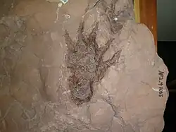 Trace de pas fossile qui appartiendrait à un dimétrodon, exposée au Prehistoric Trackways National Monument