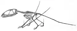 Squelette de Dimorphodon macronyx.