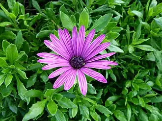 Description de cette image, également commentée ci-après