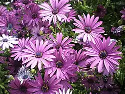 Dimorphotheca ecklonis violette.