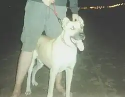 Cimarrón Uruguayo (2204)