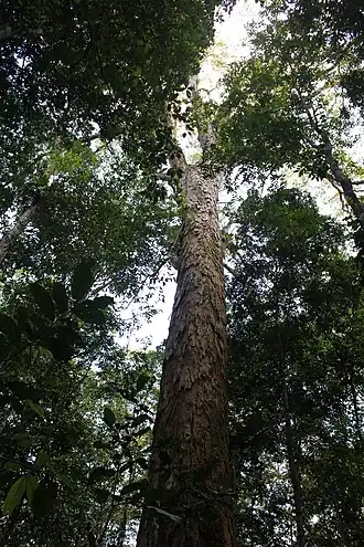 Description de l'image Dinizia excelsa.jpg.