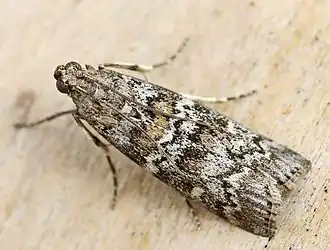 Description de cette image, également commentée ci-après