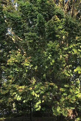 Description de l'image Diospyros celebica - Manado.JPG.