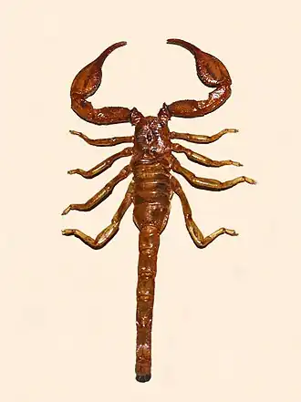 Description de l'image Diplocentridae - Nebo flavipes.JPG.