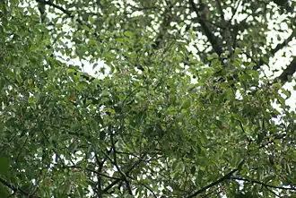 Description de l'image Dipterocarpus caudatus.jpg.