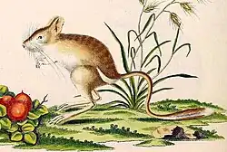 Gerboise aux pattes rugueuses