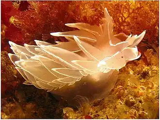 Dirona albolineata (Dironidae)