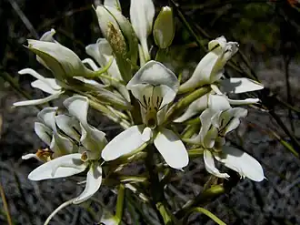 Description de l'image Disa draconis flower 3.JPG.