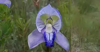 Description de l'image Disa purpuracens.jpeg.