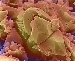 La même après même procédé de colorisation.