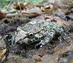 Individu plus sombre, sur humus de hêtraie dans le centre de la Corse.