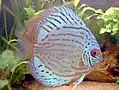 Discus Turquoise.