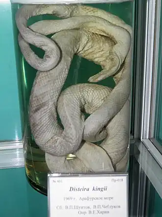 Description de l'image Disteira kingii.JPG.