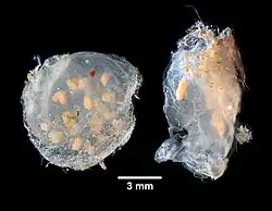 Eudistoma clarum (en Muséum).