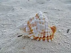 Une coquille de Distorsio anus, échoué sur la plage.