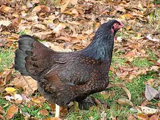 Poule acajou à double liseré noir.