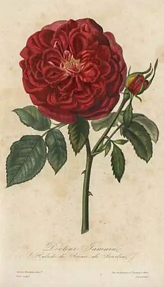 Image illustrative de l’article Docteur Jamain