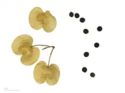 Dodonaea viscosa au Muséum de Toulouse.