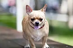 Un petit chien fauve, avec la langue tirée, visiblement trop gros.