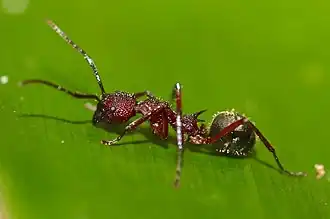 Dolichoderus decollatus.