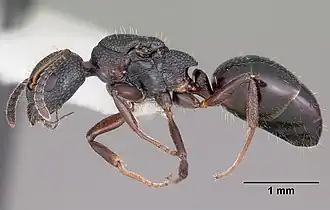 Dolichoderus plagiatus.