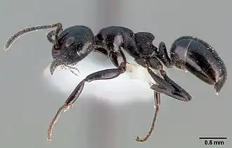 Dolichoderus taschenbergi.
