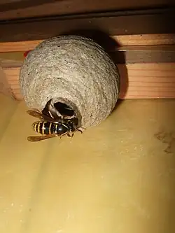 Ébauche de nid vue par le bas