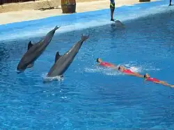 Image illustrative de l’article Mundomar