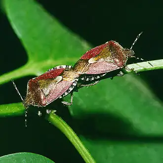 Tandem (cul à cul) chez la punaise des baies, Dolycoris baccarum, Pentatomidae
