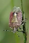Dolycoris baccarum