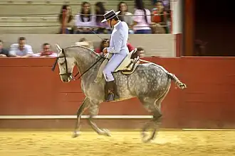 Dans une arène, un cavalier en costume traditionnel galope sur un cheval gris très rassemblé dont la queue a été attachée.