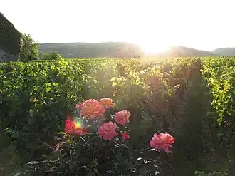 Rosiers de vigne du domaine de la Romanée-Conti