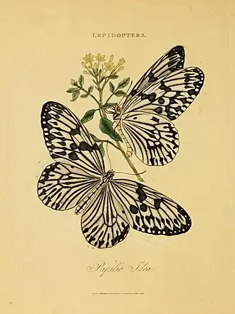 Description de l'image DonovanEpitomePlate24.jpg.