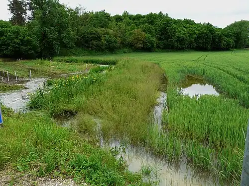 La Donzelle au Pontey.