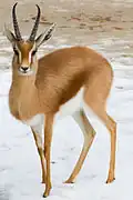 Gazelle dorcas.