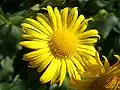 Doronicum orientale.