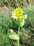 Doronicum pardalianches.