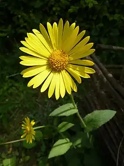 Doronicum pardalianches