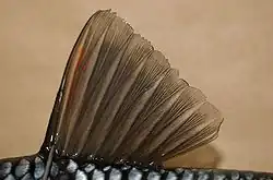 nageoire dorsale d'un chevesne