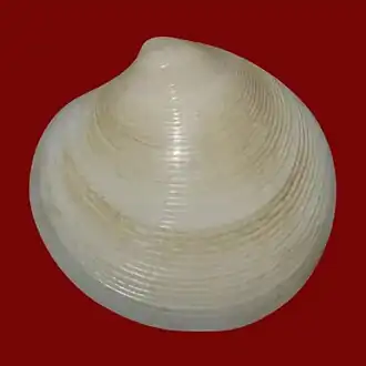 Description de l'image Dosinia concentrica (Born, 1778) - BioLib.cz (3 - red).jpg.