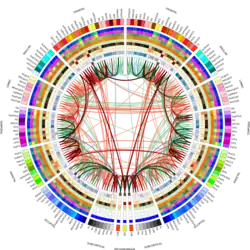 Connectogramme d'un sujet de contrôle en bonne santé, incluant 5 mesures nodales supplémentaires non incluses dans le connectogramme standard. De l'extérieur vers l'intérieur, les anneaux représentent la région corticale, le volume de matière grise, la surface, l'épaisseur corticale, la courbure, le degré de connectivité, la force des nœuds, la centralité intermédiaire, l'excentricité, l'efficacité nodale et la centralité des vecteurs propres. Entre le degré de connectivité et la force du nœud, un cercle vide a été ajouté en tant qu'espace réservé.