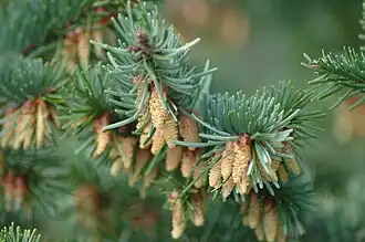 Cônes mâles en floraison.