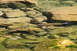 Faune aquatique de la Dourbie.