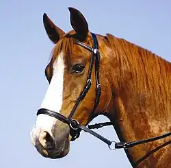 Tête d'un cheval roux avec bride noire.