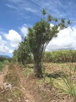 Bois de chandelle marquant les limites de propriétés dans des champs de canne à sucre à la Réunion.